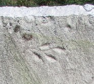 detail of old marble gravestone carved with a small leafy design