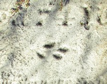 detail of old marble gravestone carved with a very eroded leafy design