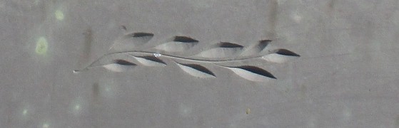 close up of a leafy flourish carving on a slate stone